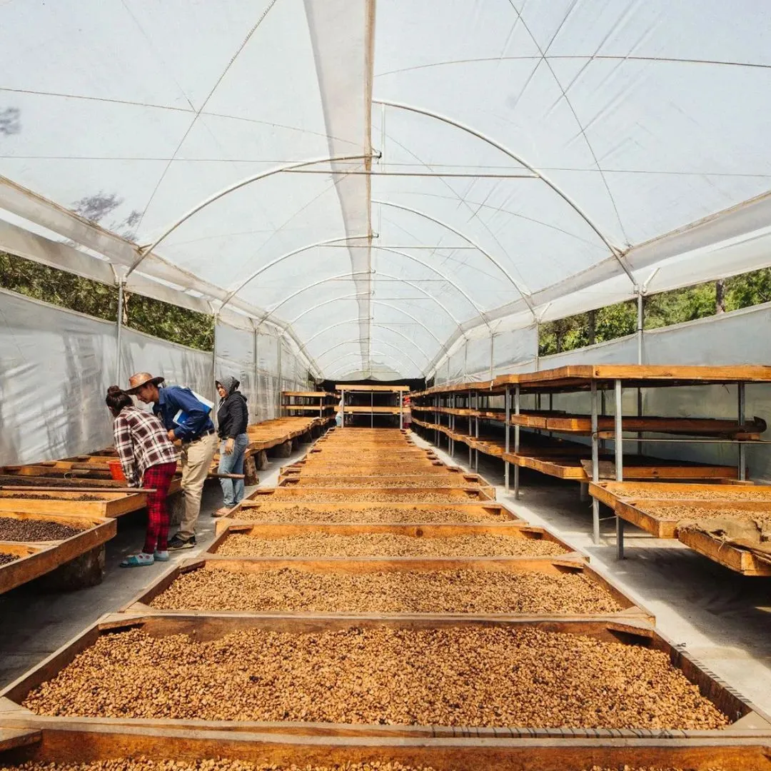 Guatemala Black Honey Finca Medina suseni